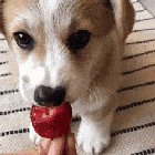 Cooper the corgi is a big fan of strawberries