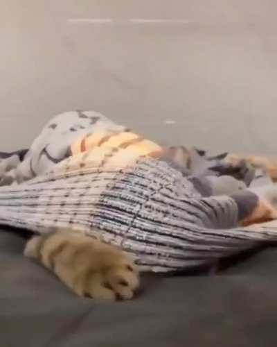 A blanket tiger