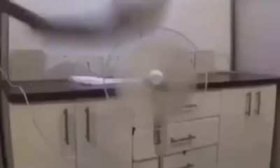 fishie