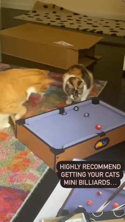 Purrfect shot!