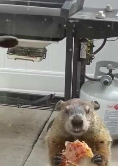 Groundhog: