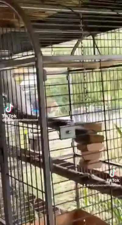 Birds