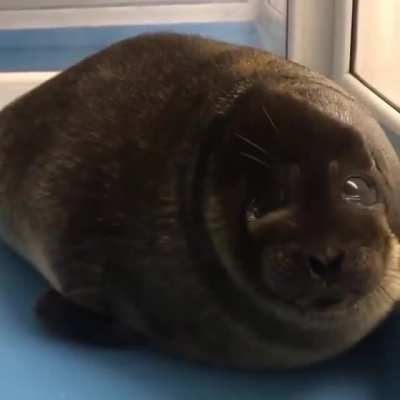 Squishy Boi