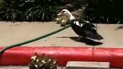 SavedMyDuck