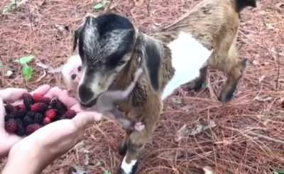 Baby goat munching on some berries