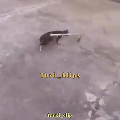 Haram kitty tries to end his fast😤<wbr>🚫❌