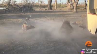 Lioness distracting Wild Dog pack so her cub can escape.