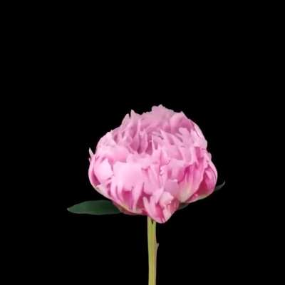 These spatiotemporal pattern of petals