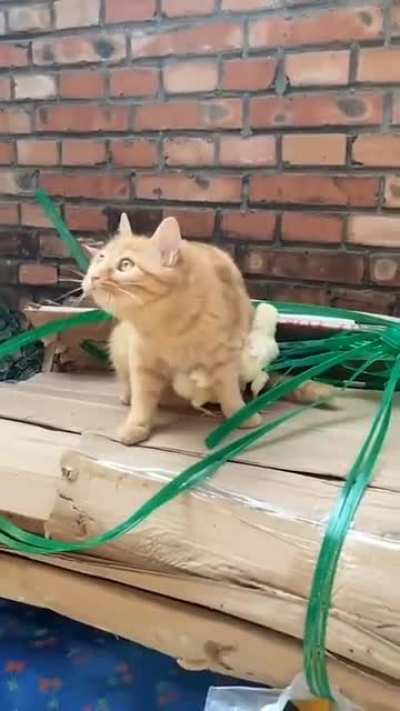 Cat protecting chicken's from potential threat