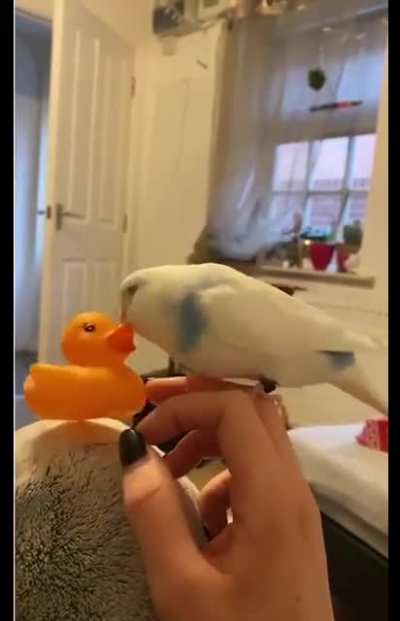 Rubber ducky, you're the one ...