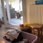 Plz not the birb