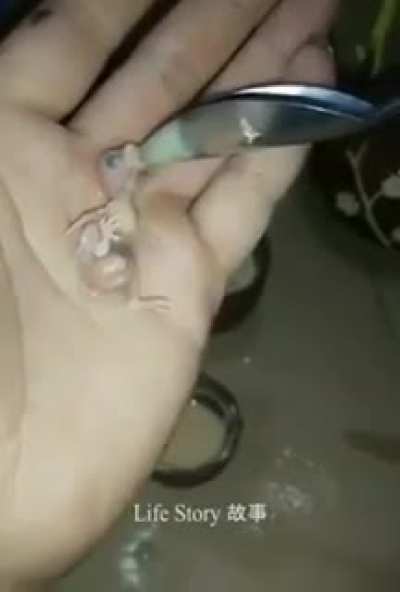 mother parrot dies leaving behind an unhatched egg. This person rescues the baby parrot!