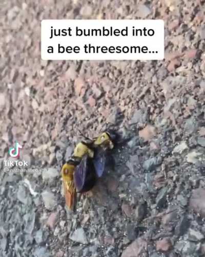 Bee threesome????