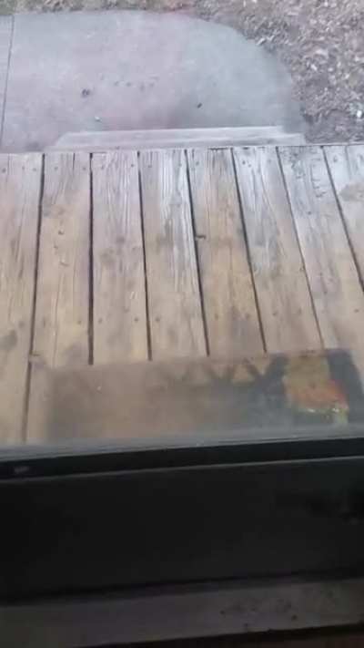 Our neighborhood stray that we dubbed Sir Reginald has learned to ring the doorbell until we give him food. This sucks at 2 am...