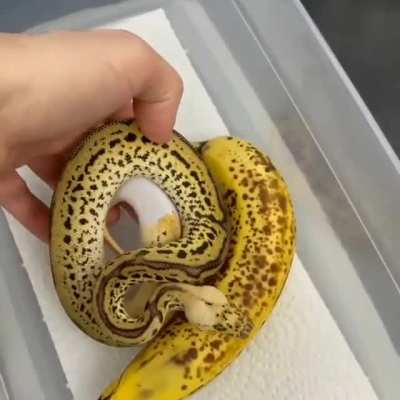 WOW! Y’all see my banana snake?
