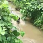 Duck makes an ass out if doggo