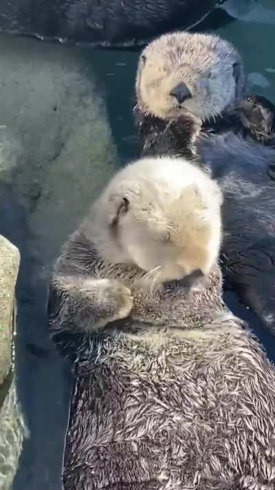 Just A Sea Otter Getting His Hair Wet (Credit to KPassionate on YouTube.)
