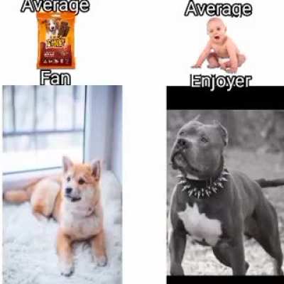 Based Pitbull