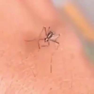 🦟