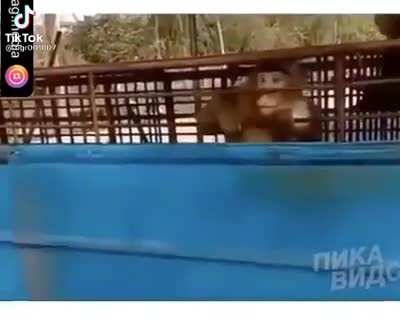 Monke is tired of humans stupid games