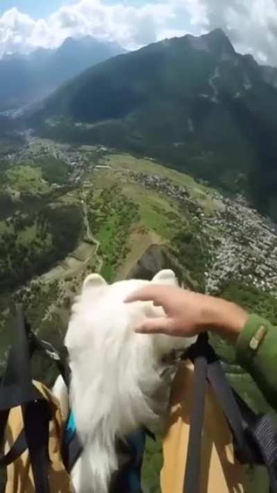 This is the best pet/owner bonding I have ever watched . So amazing !