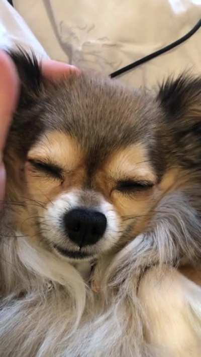Morning ear massage for Loki
