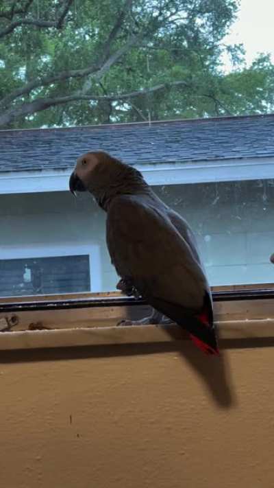 A few days later and Apollo got it