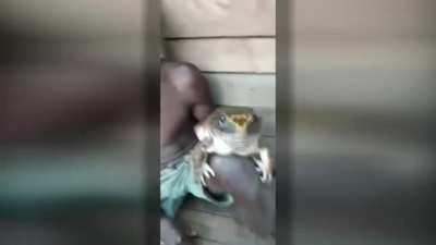 This guy's pet frog