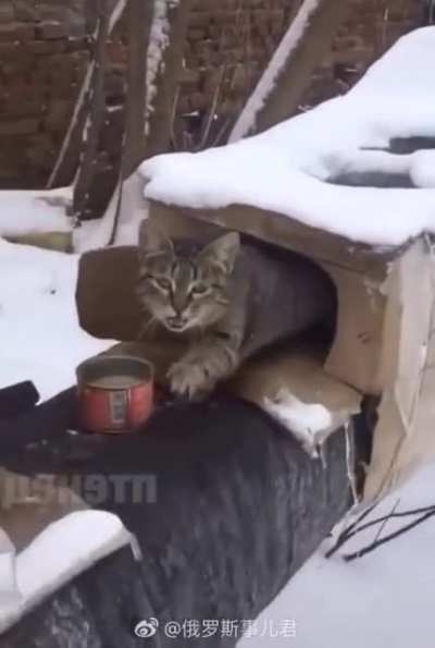 Kitty shelter built on warm radiator pipes