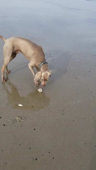 Hunting Clams