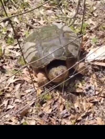 Thirsty turtle.