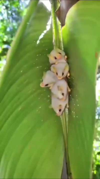 Bats in a leaf