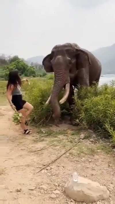 To feed an wild elephant to upload it to social media platforms.