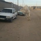 Just the usual Arab things