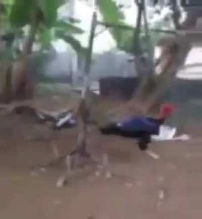 eu🐓nvr