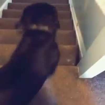 Most obedient boy ever