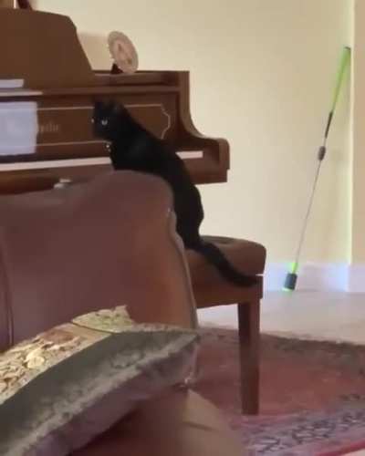 Cat presses keys on a piano and gets scared by the sound.