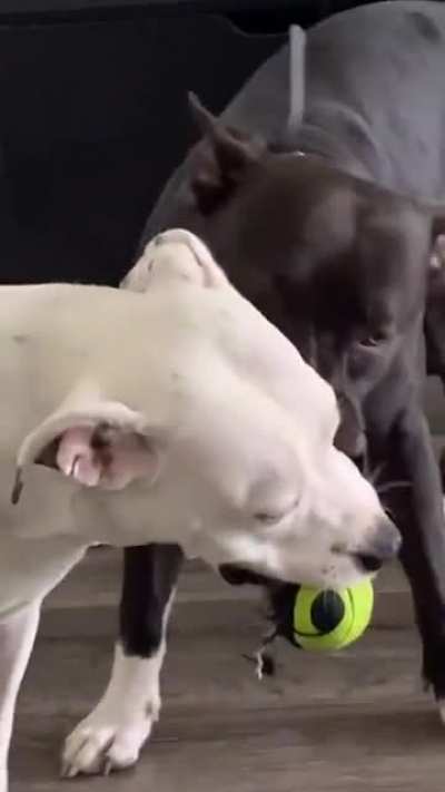 In the furious tug of war, Sleep was the winner.