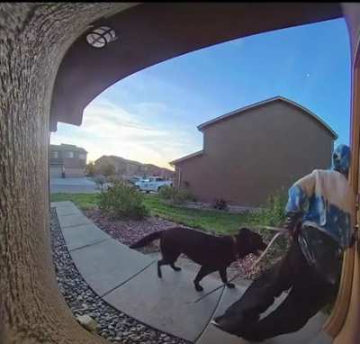 Crazy Woman tries to steal Akita