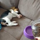 woof_irl