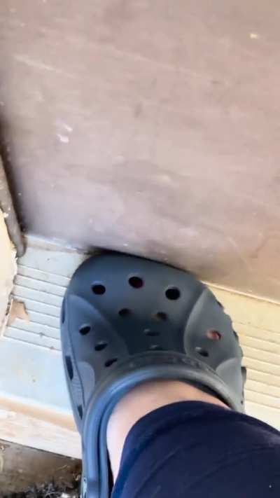 Juicy moth