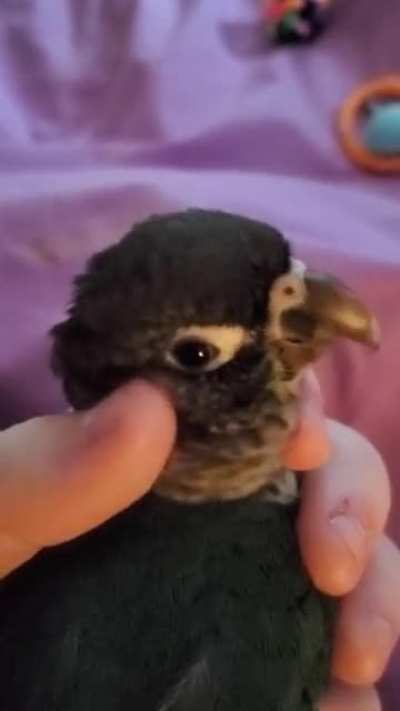 A bird in the hand is priceless.