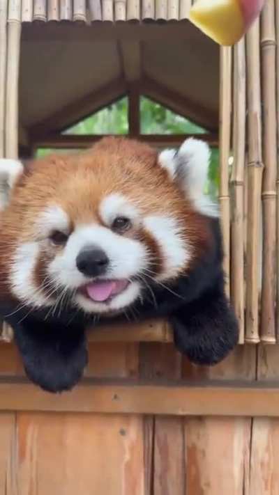 red panda so cute
