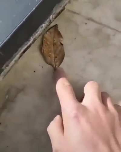 A Sus leaf