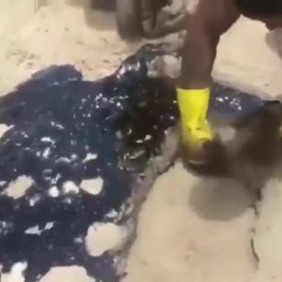 Cleaning up an oil spill on a beach by rolling it up and throwing it out
