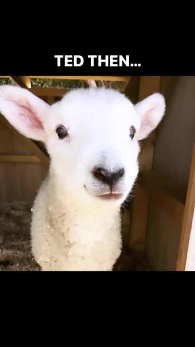 Happy 1st birthday to Molly and Ted at Lilly Moss Animal Sanctuary in New Zealand 🥳