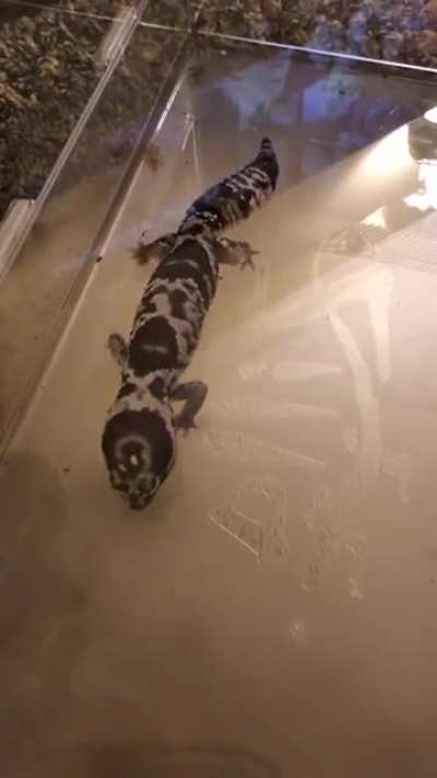 This is my fat tailed gecko. I’ve had him since January, he is a year old. He has always moved like this and been so slow. He has not lost or gained any weight and has always looked nice and healthy. Is it normal for AFT to just be extre<wbr>mely.<wbr>...sl<wbr>ow??