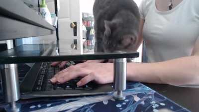 u/bootlegmoon's cat loses his day job