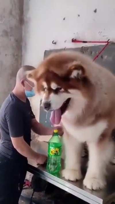 Absolute Unit of a Good Boi (from r/aww)