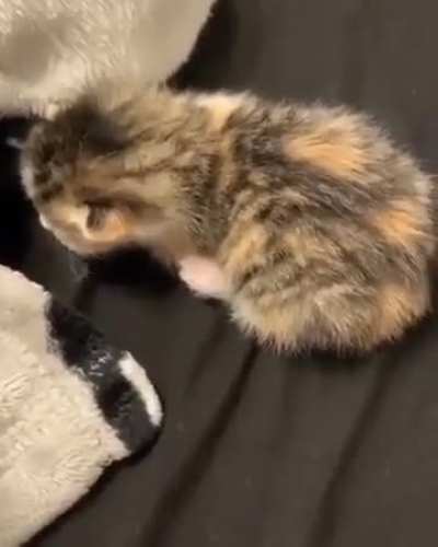 miau